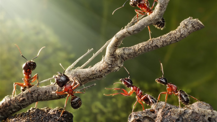 Insect-ants_1366x768.jpg